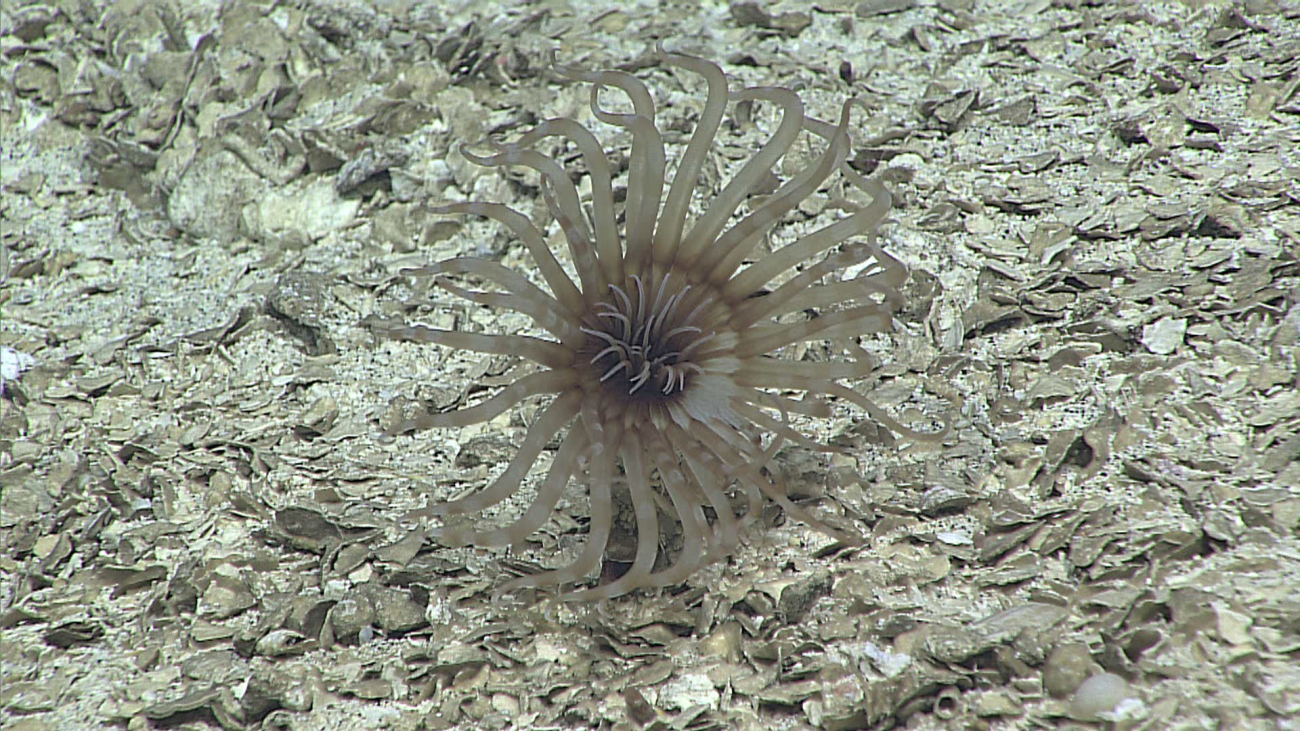 A brownish gray anemone blending in perfectly with a shell covered substrate
