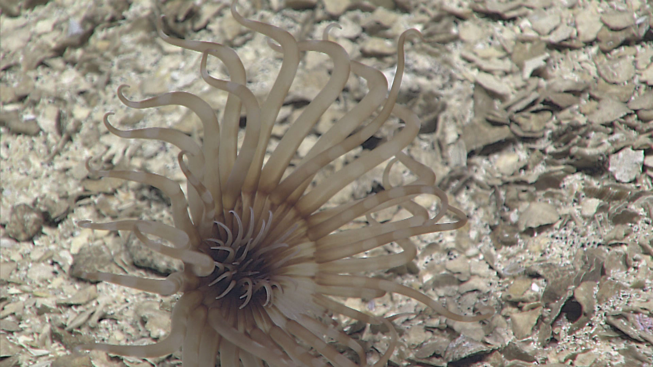 Closeup of the anemone in expn6492