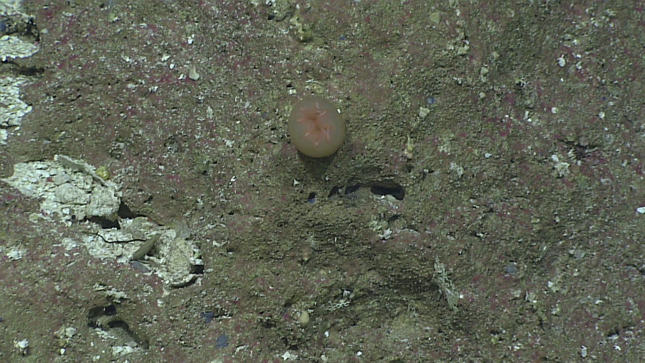 Isactinernus anemone characterized by eight distinct lobes