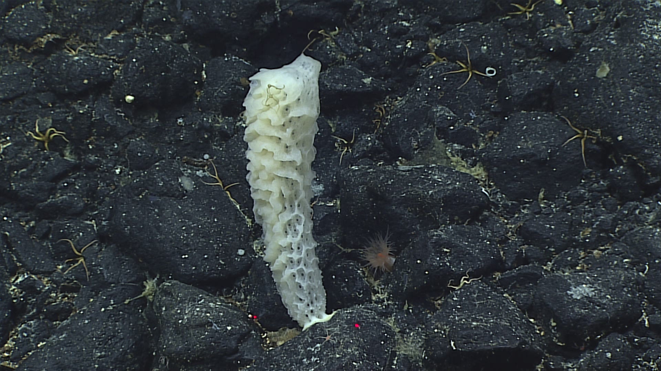 Glass sponge with many brittle stars in close proximity