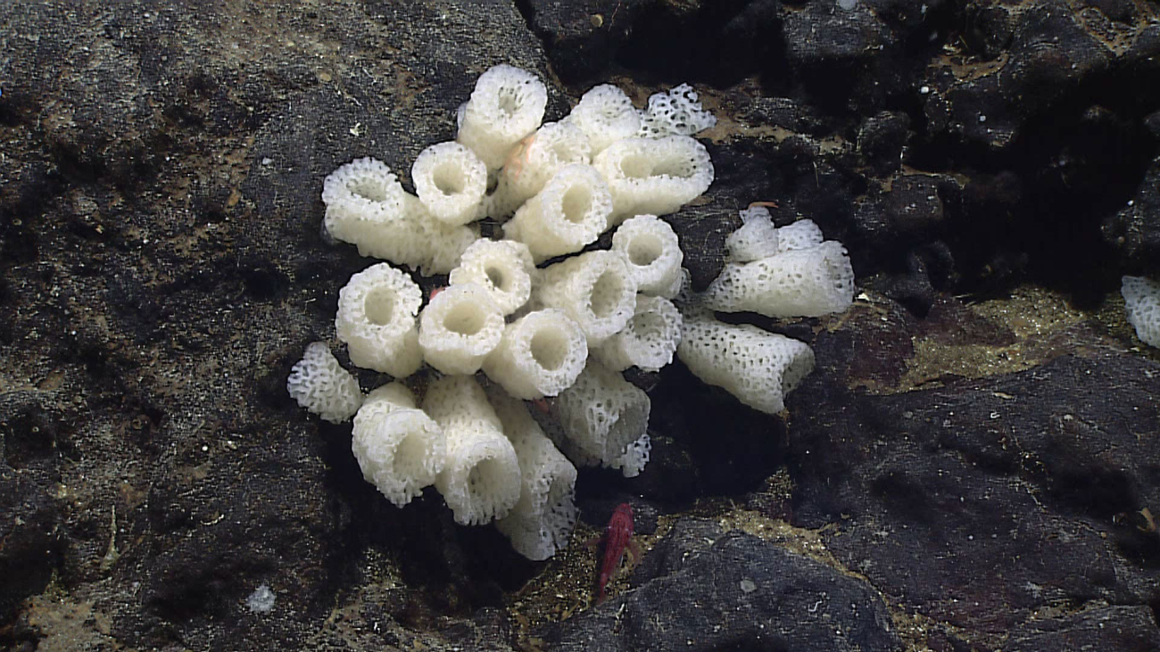 Glass sponge - family Euretidae, Periphragella sp