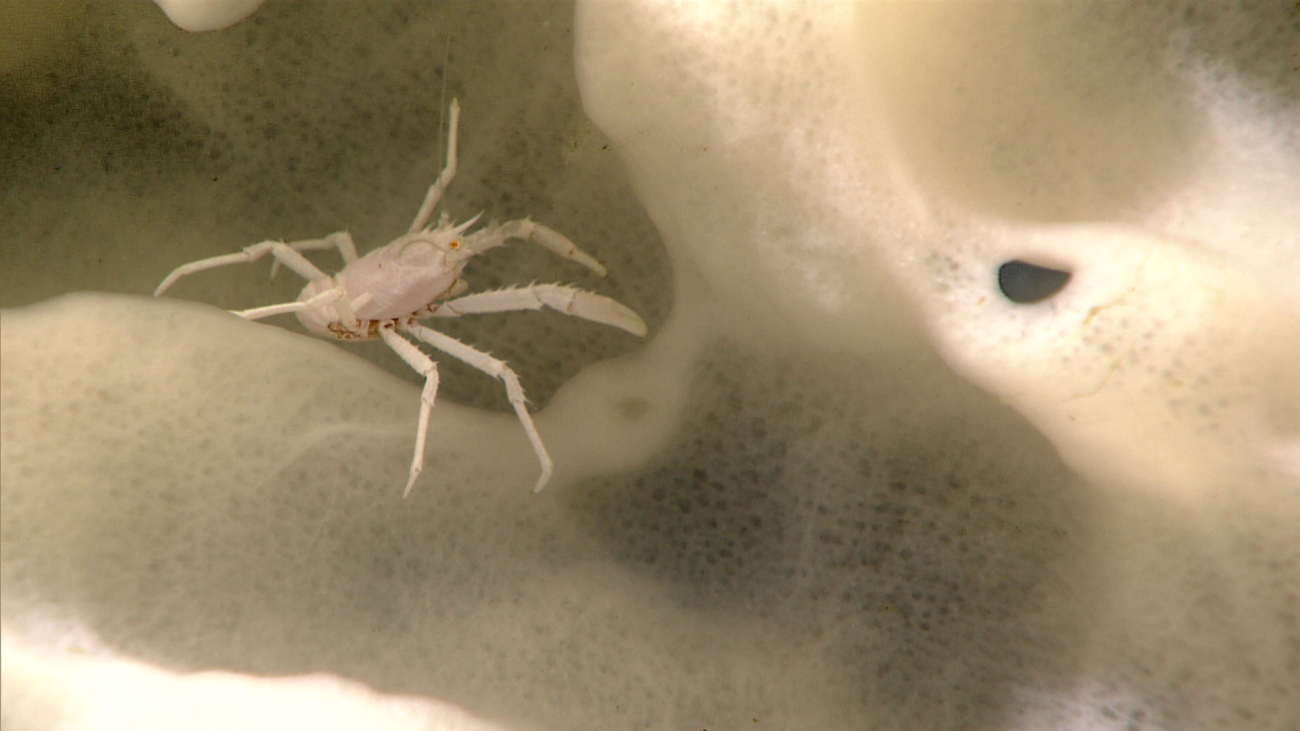A small Munidopsid squat lobster using sponge for habitat
