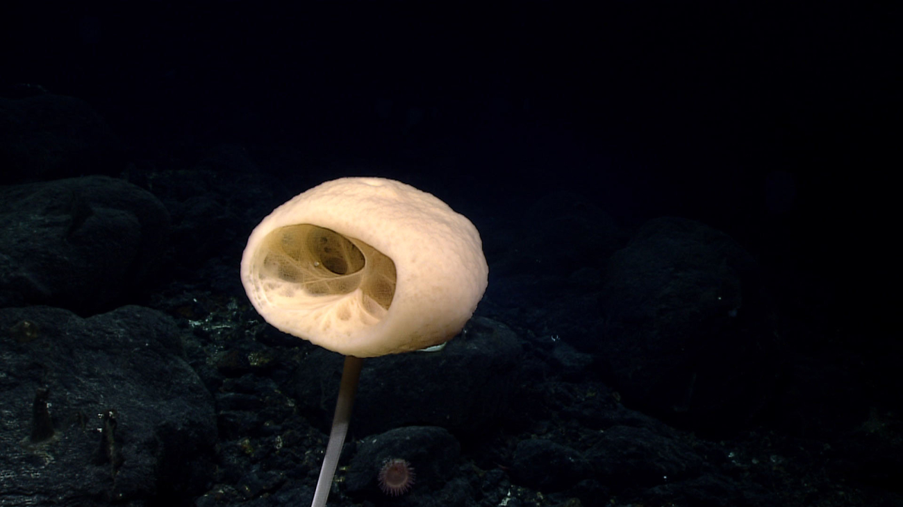 Glass stalked sponge - Euplectellidae Bolosominae sp