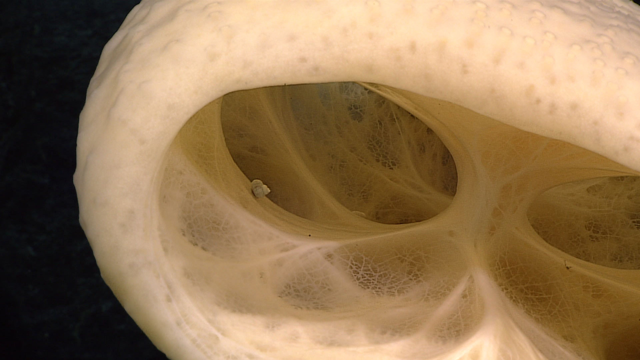 Glass stalked sponge - Euplectellidae Bolosominae sp