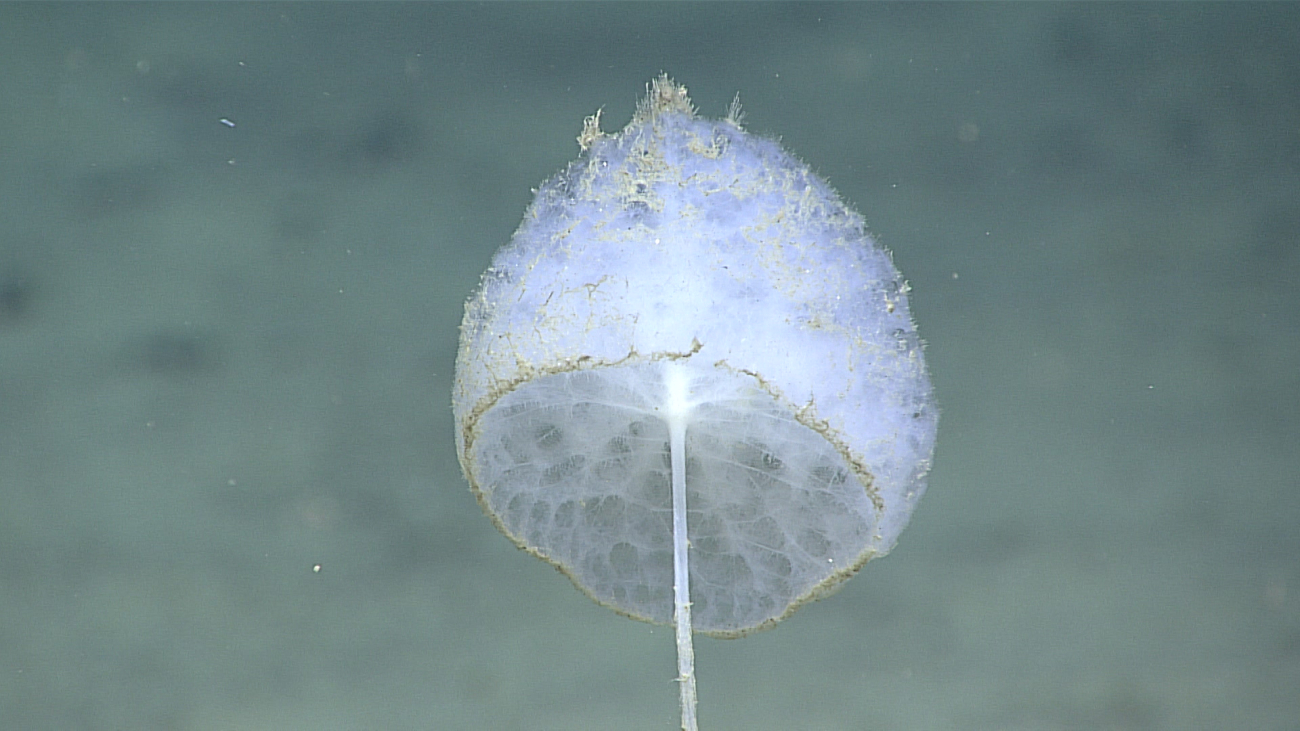 Glass sponge - an inverted globule - Caulophacus sp