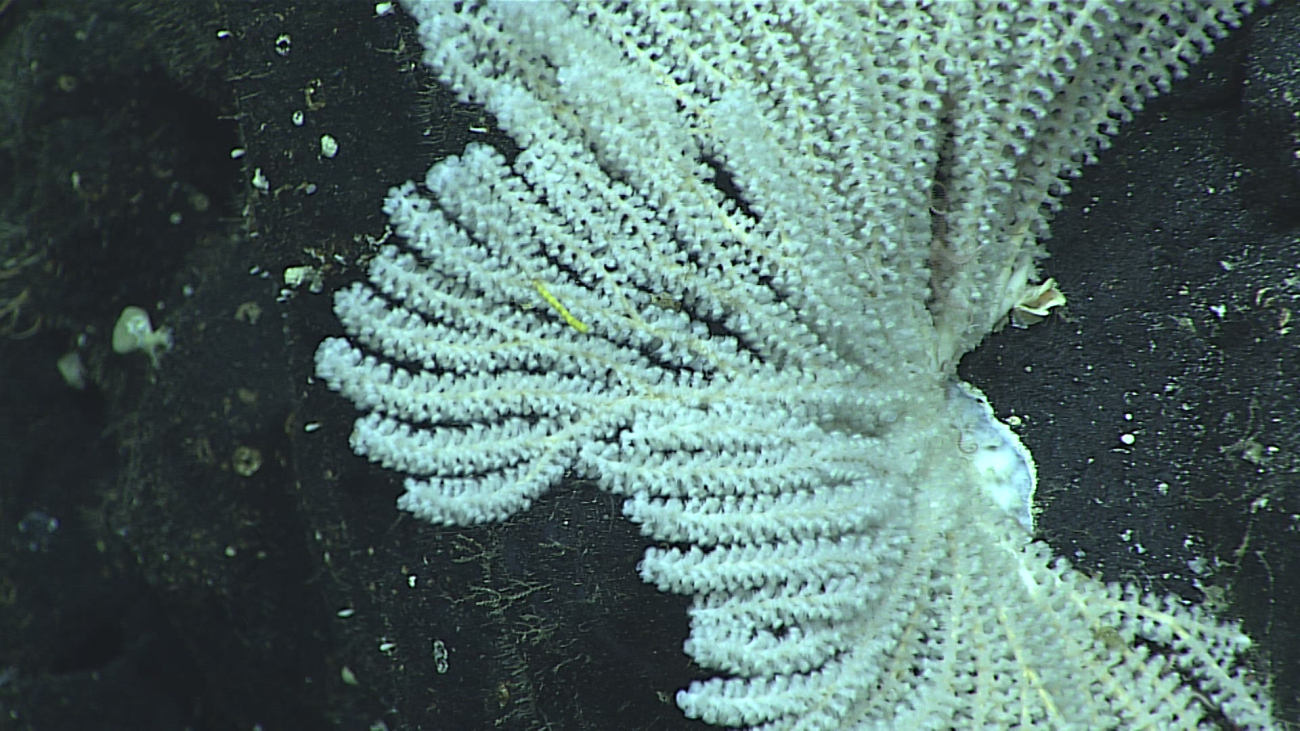 White octocoral primnoid coral