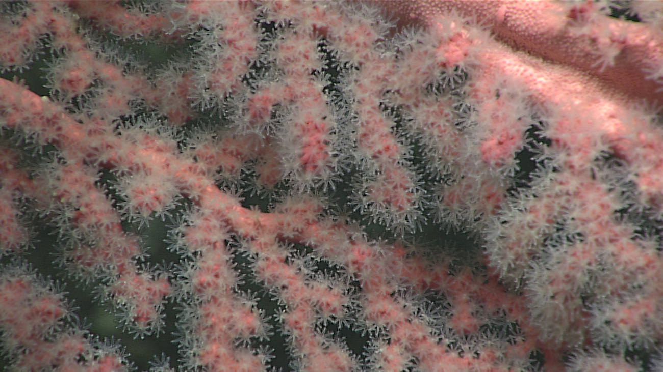 A closeup of the translucent polyps on the octoral bush in expn6587