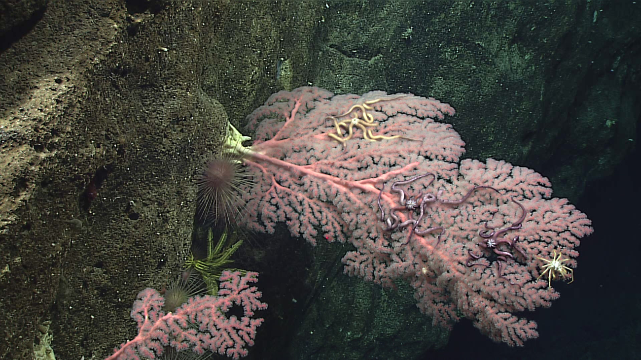 Red octocoral with two species of ophiuroid brittles star,a spiky crab, two sea urchin, and a yellow crinoid