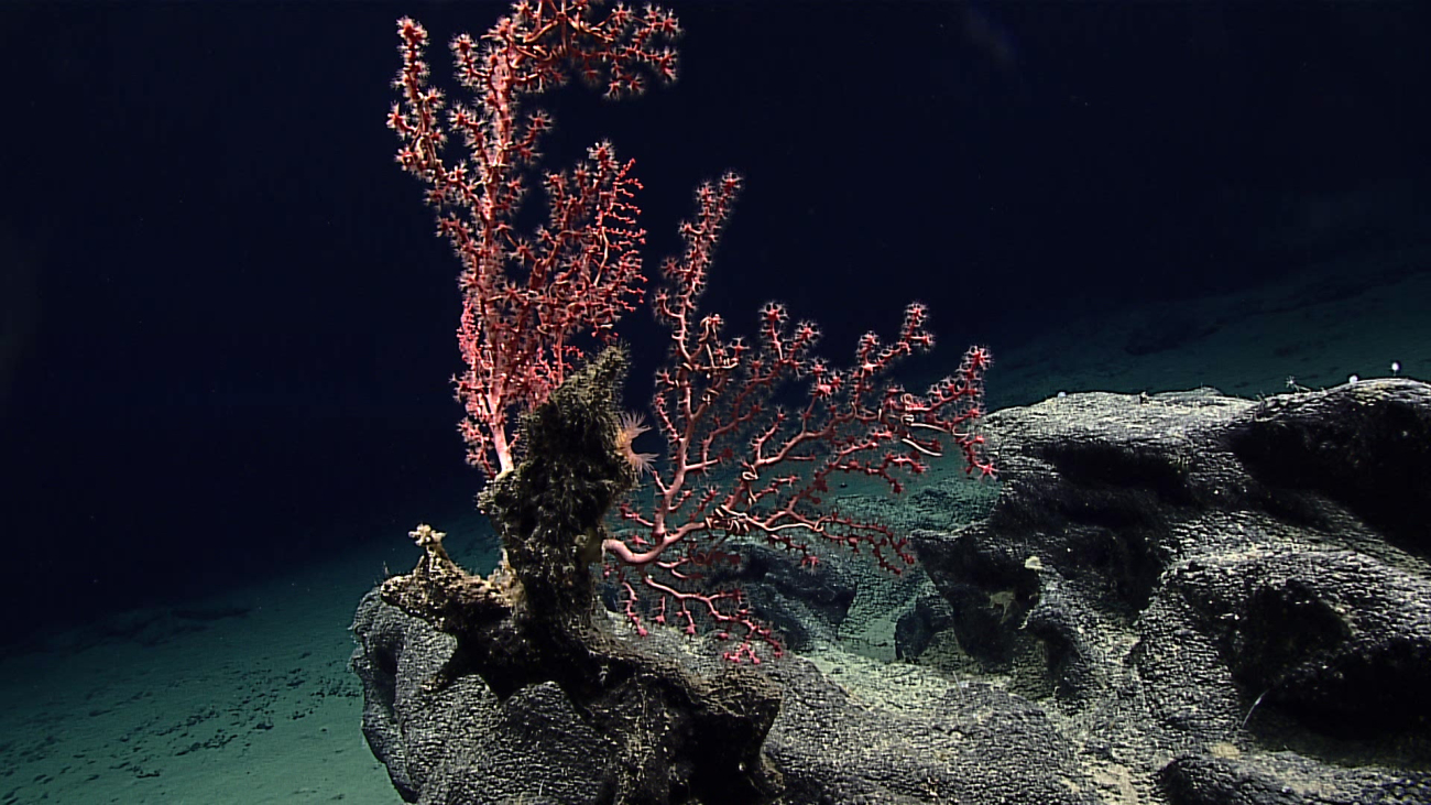 A gorgonian coral - family Coralliidae, Hemicorallium nr