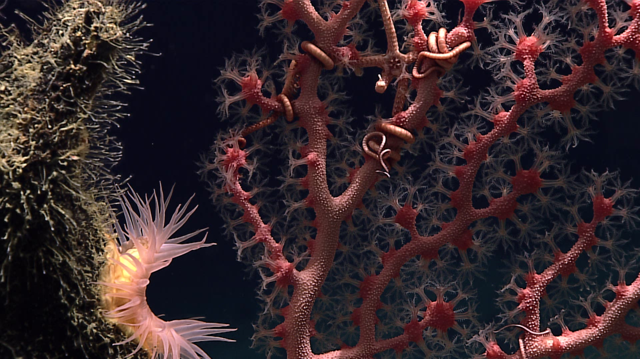A gorgonian coral - family Coralliidae, Hemicorallium nr