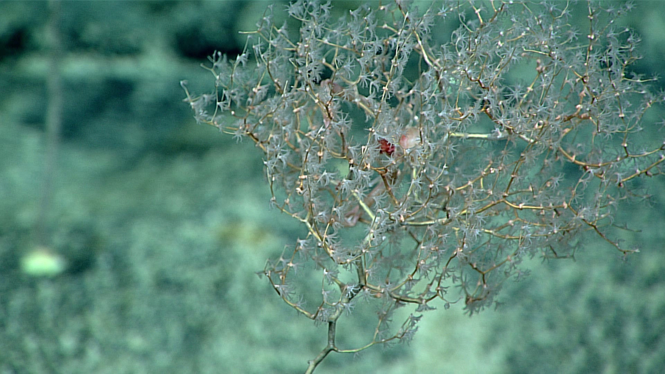 A chrysogorgid coral - family Chrysogorgidae, Chrysogorgia flavescens