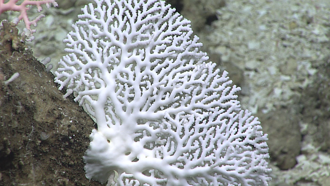 White stylaster coral