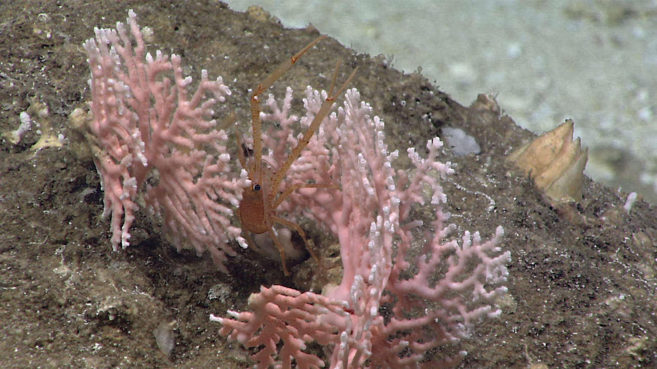 Pink and white stylaster coral