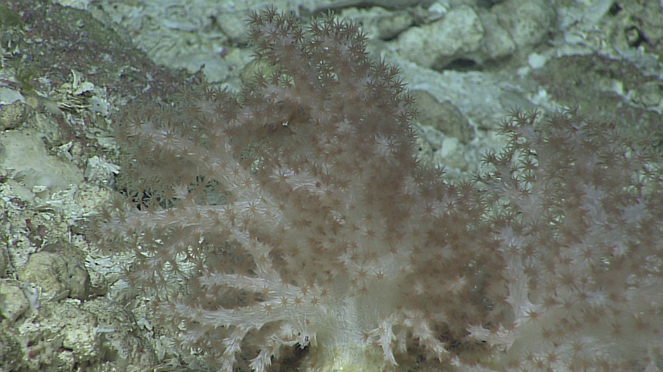 Soft coral - family Alcyoniidae?