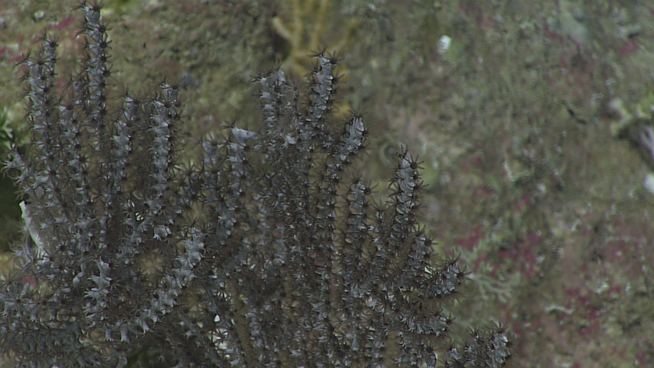 An ugly octocoral with black polyps - family Primnoidae