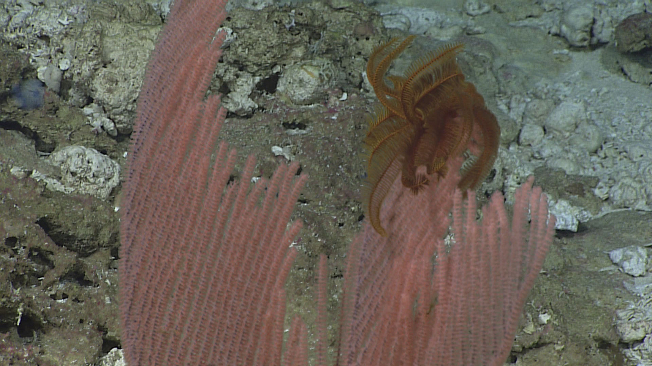 A pink octocoral - family Primnoidae - with a brown feather star crinoid