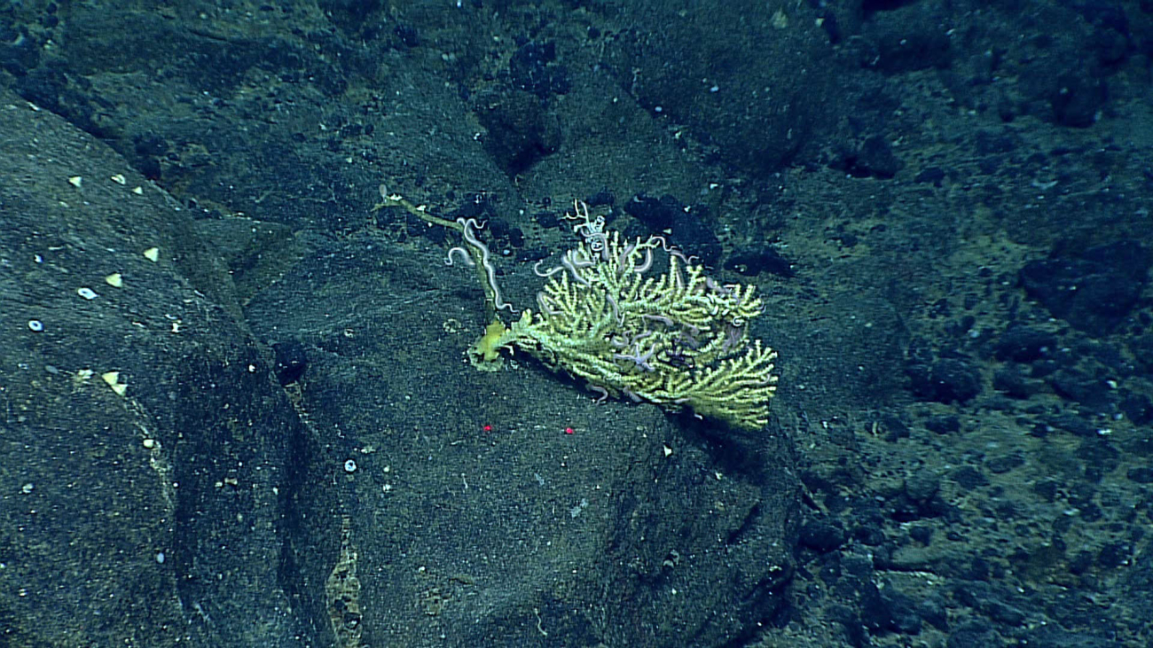 A greenish octocoral with large ophiuroid brittle stars
