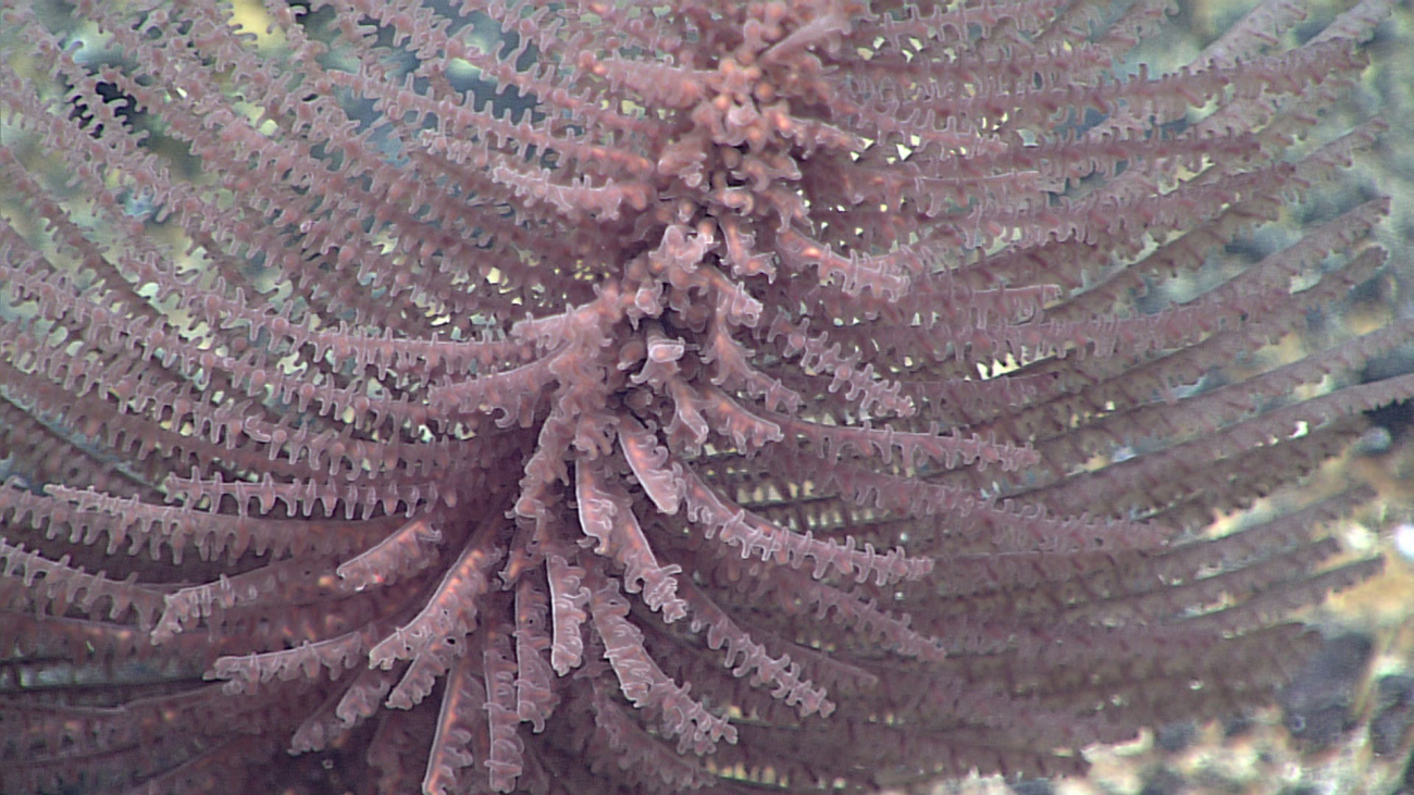 A black coral - family Schizopathidae