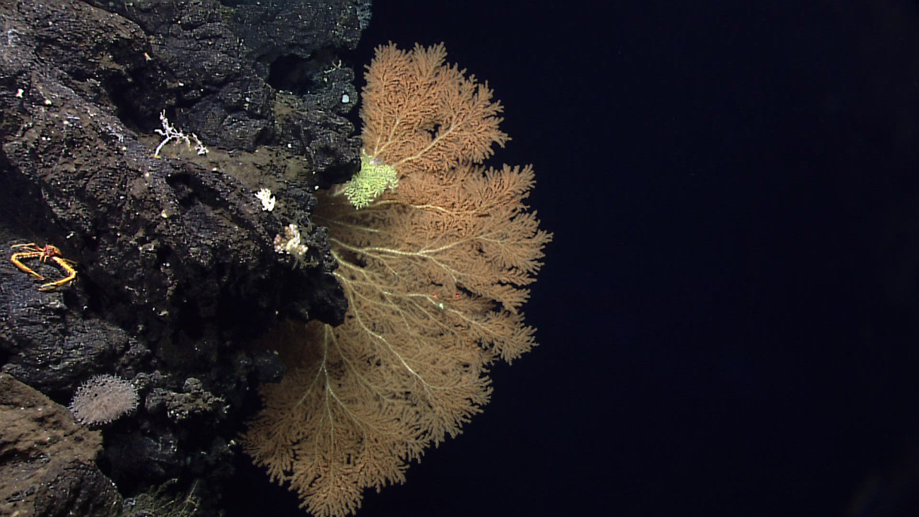 A large orange brown gorgonian coral