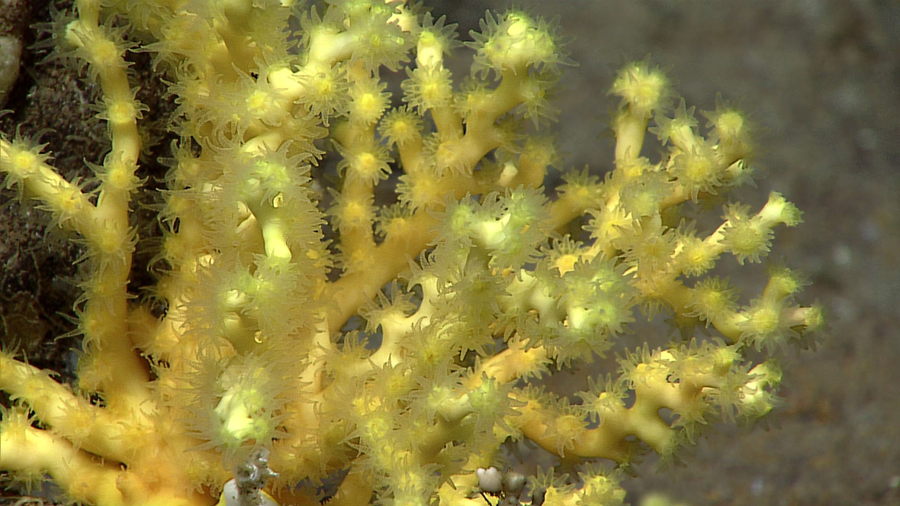 A hard  coral - family Dendrophylliidae, Enallopsammia rostrata (amphelioides)