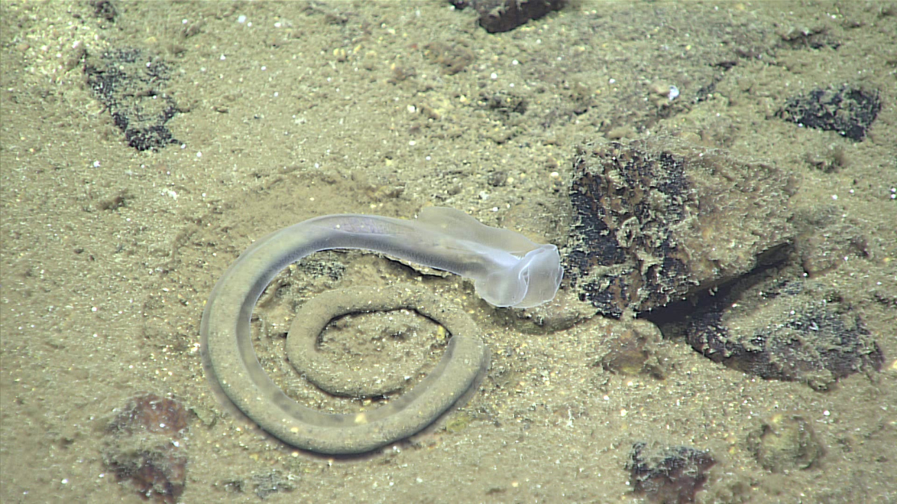 An enteropneust worm