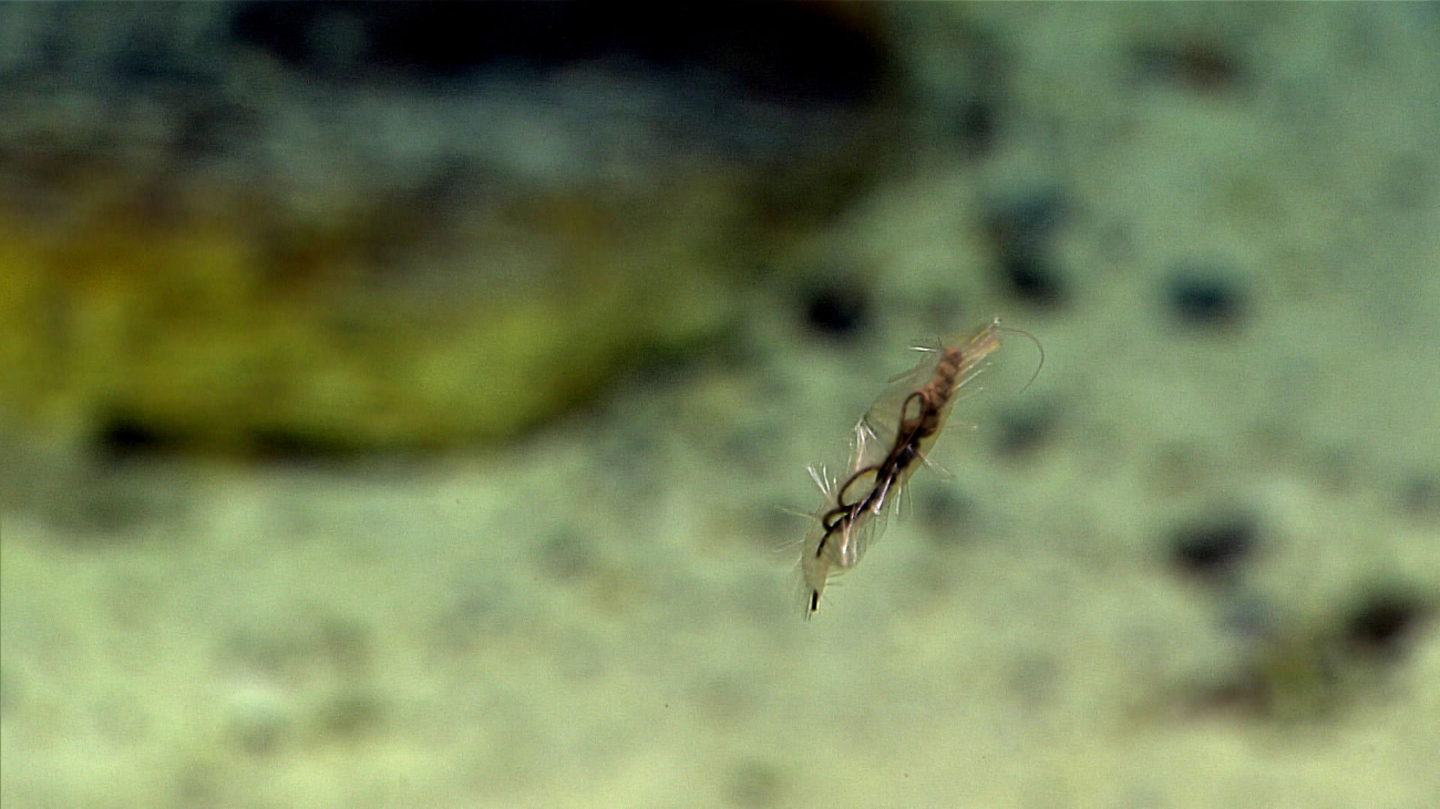 A swimming polychaete worm