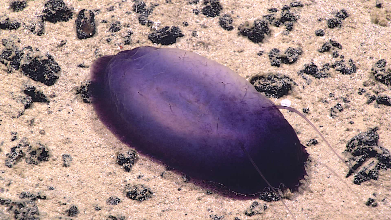 A purple holothurian