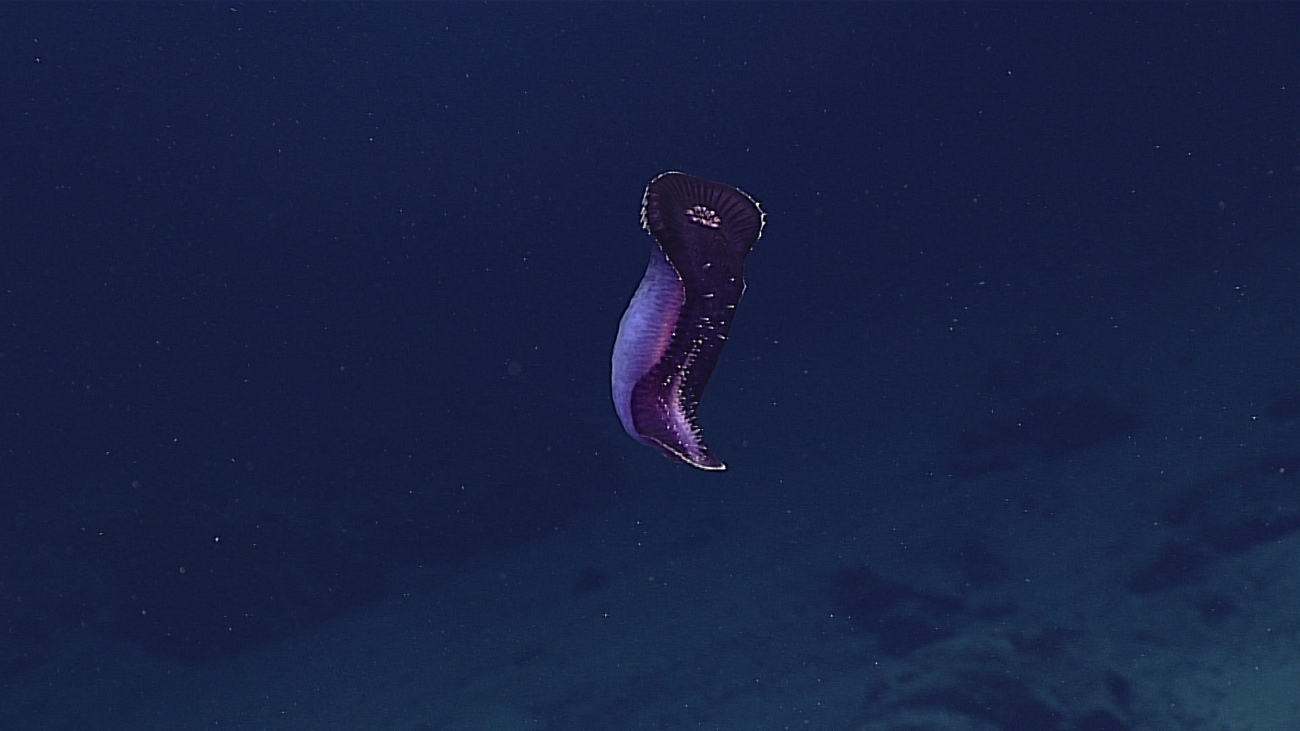 A purple holothurian swimming