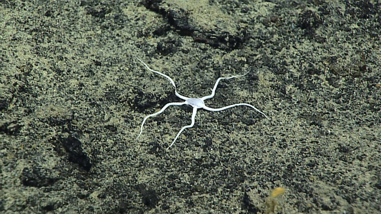 A white brittle star - family Ophiuridae