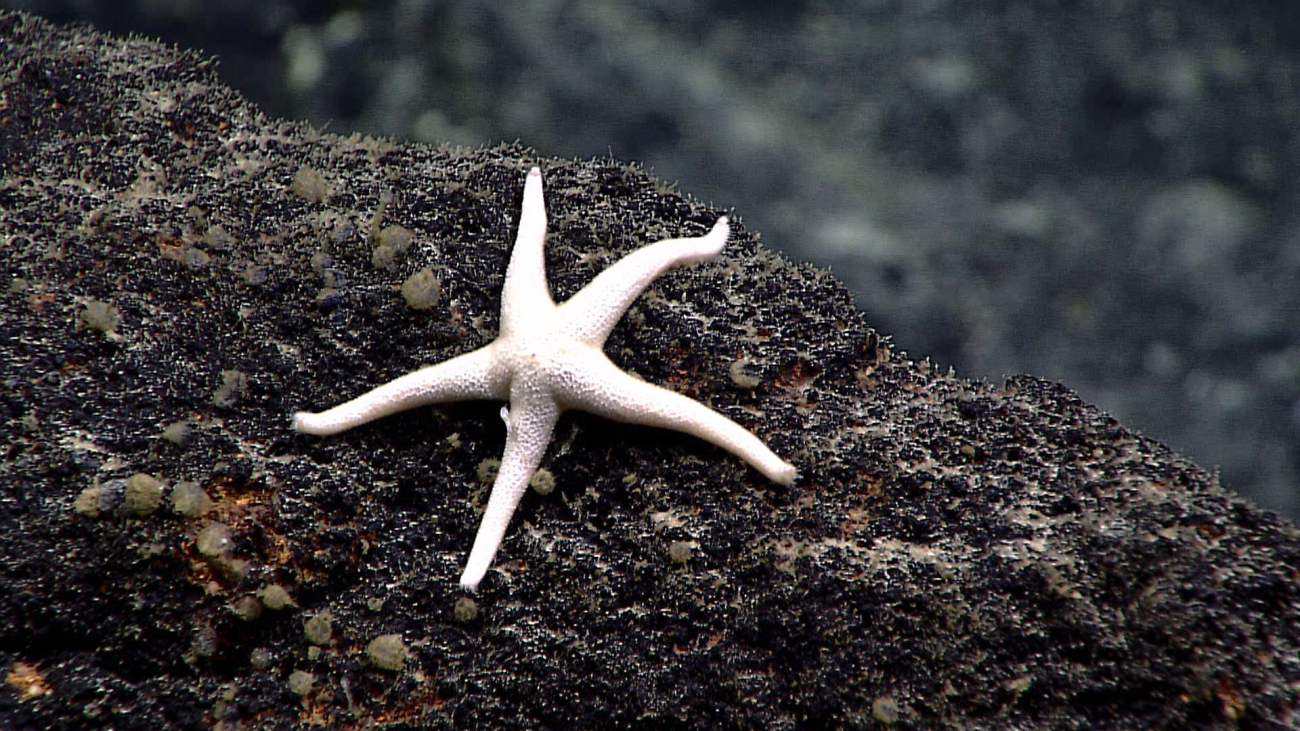 Starfish - family Echinasteridae, Henricia pauperrima