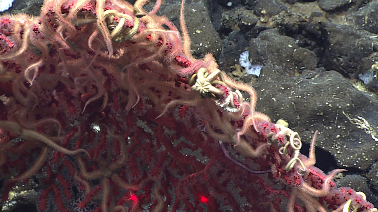 Brittle stars and basket stars literally covering a red gorgonian coral