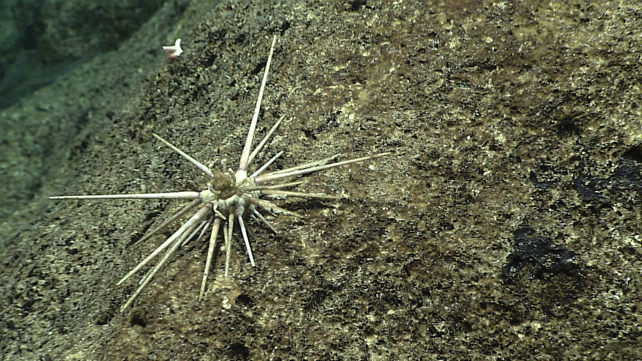 A cidarid sea urchin