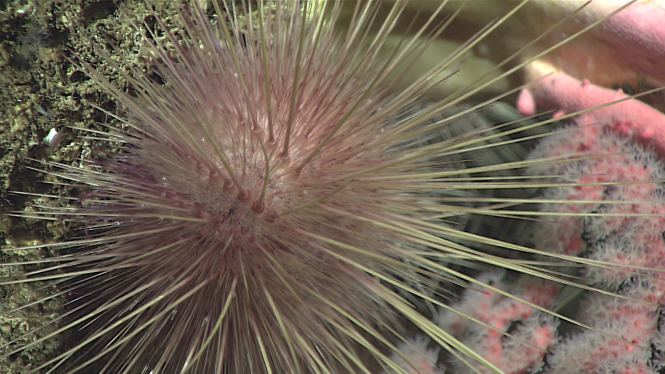 A pinkish long-spined sea urchin with thin long spines