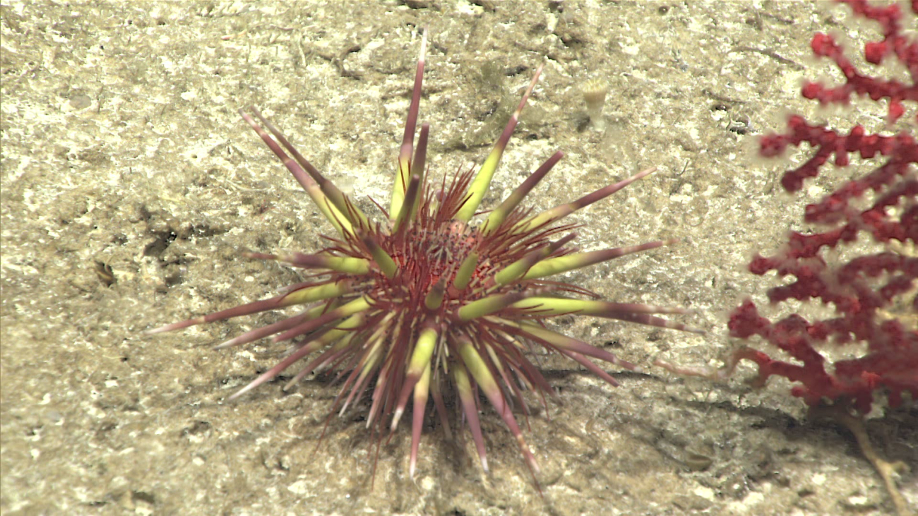 A sea urchin of the species Caenopedina pulchella