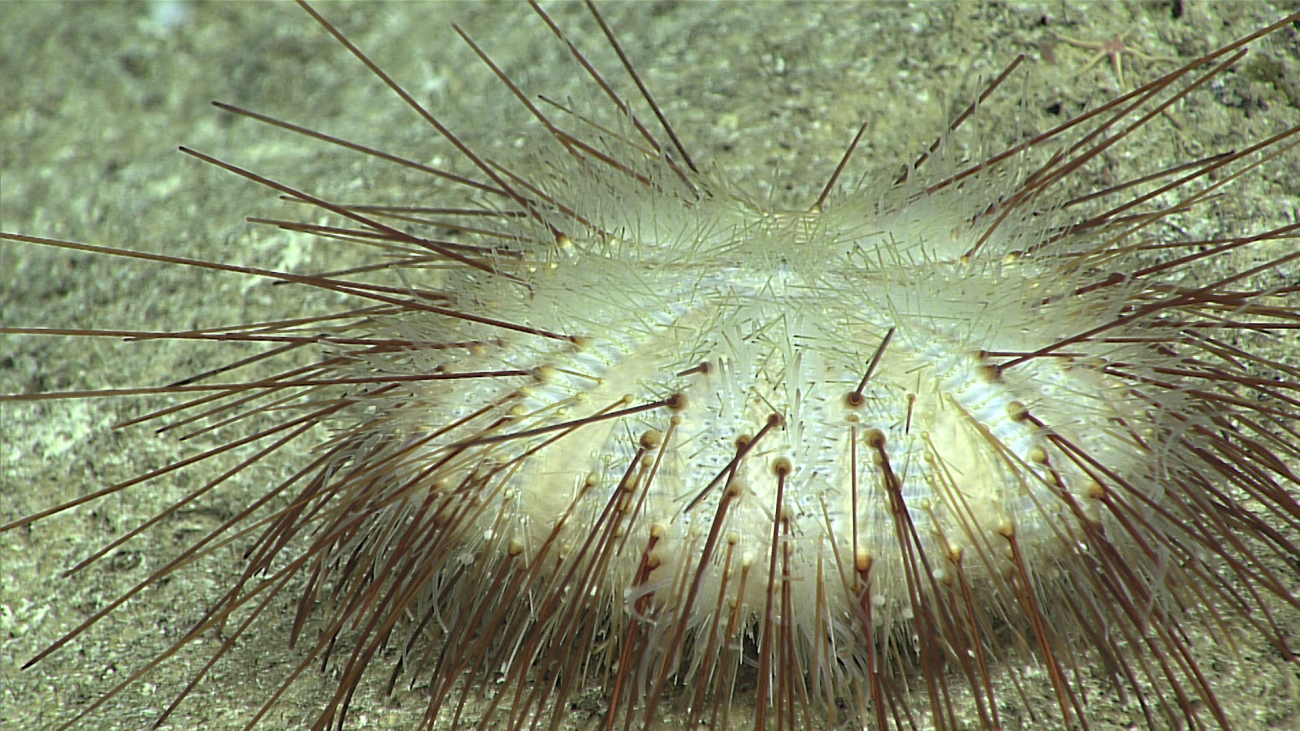 A white pancake urchin with brown spines