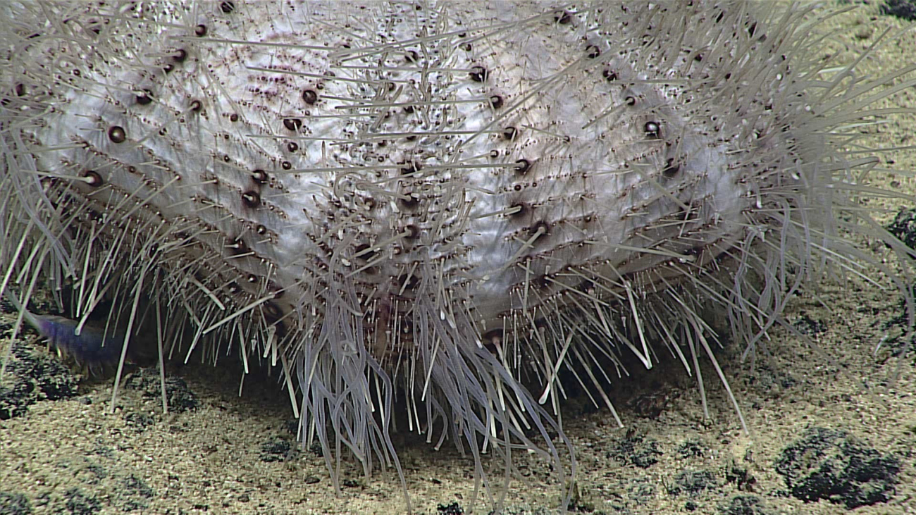 A sea urchin - family Echinothuriidae, Sperosoma sp