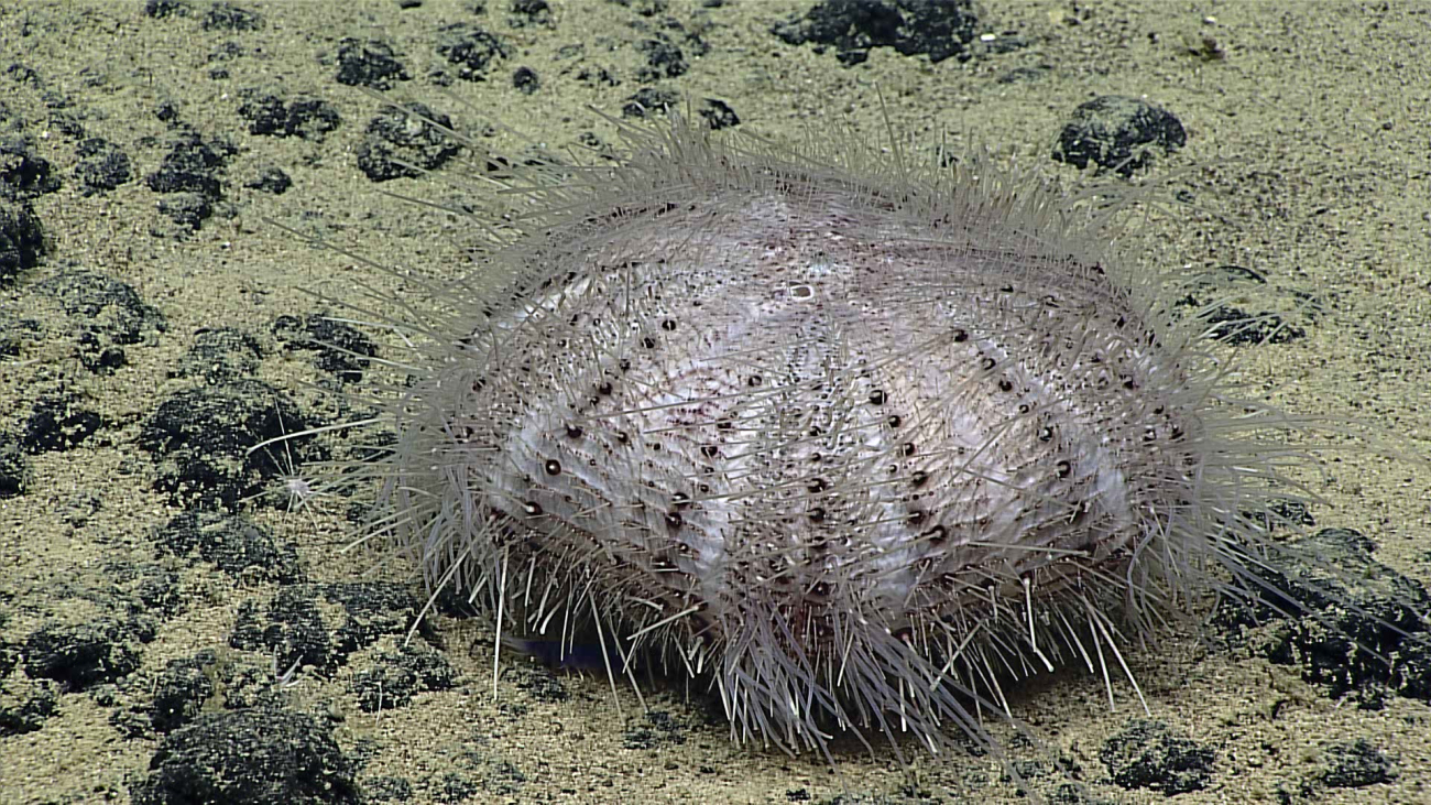 A sea urchin - family Echinothuriidae, Sperosoma sp