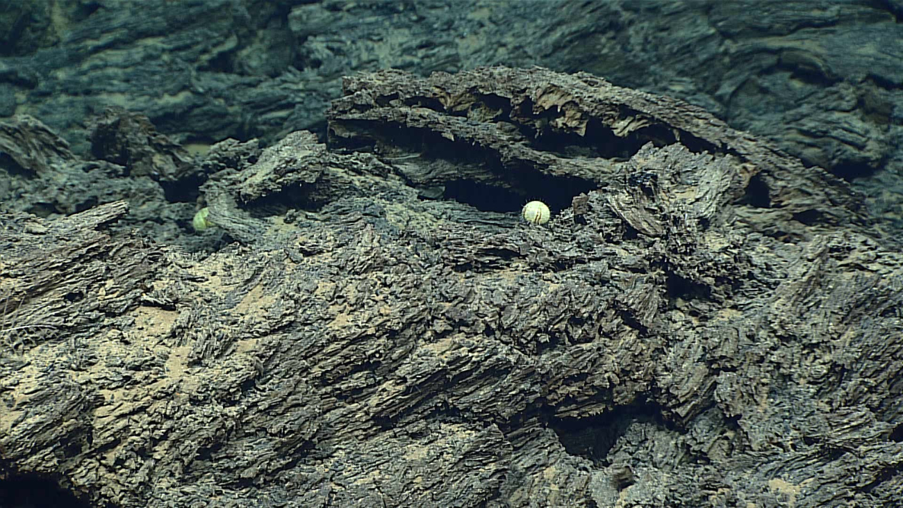 A sponge? urchin? in a recess in a highly convoluted lava field