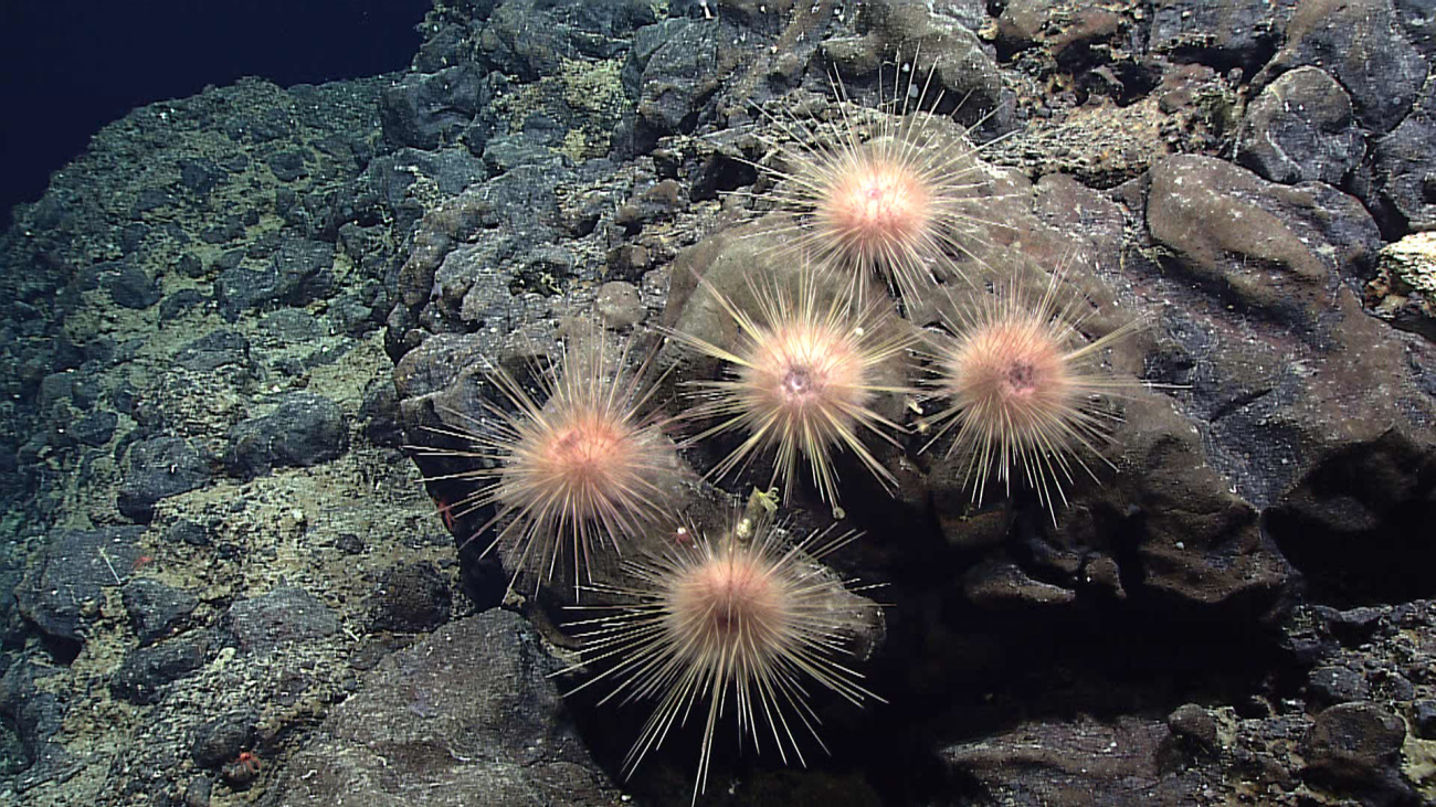 Five sea urchins of the family Echinothuriidae