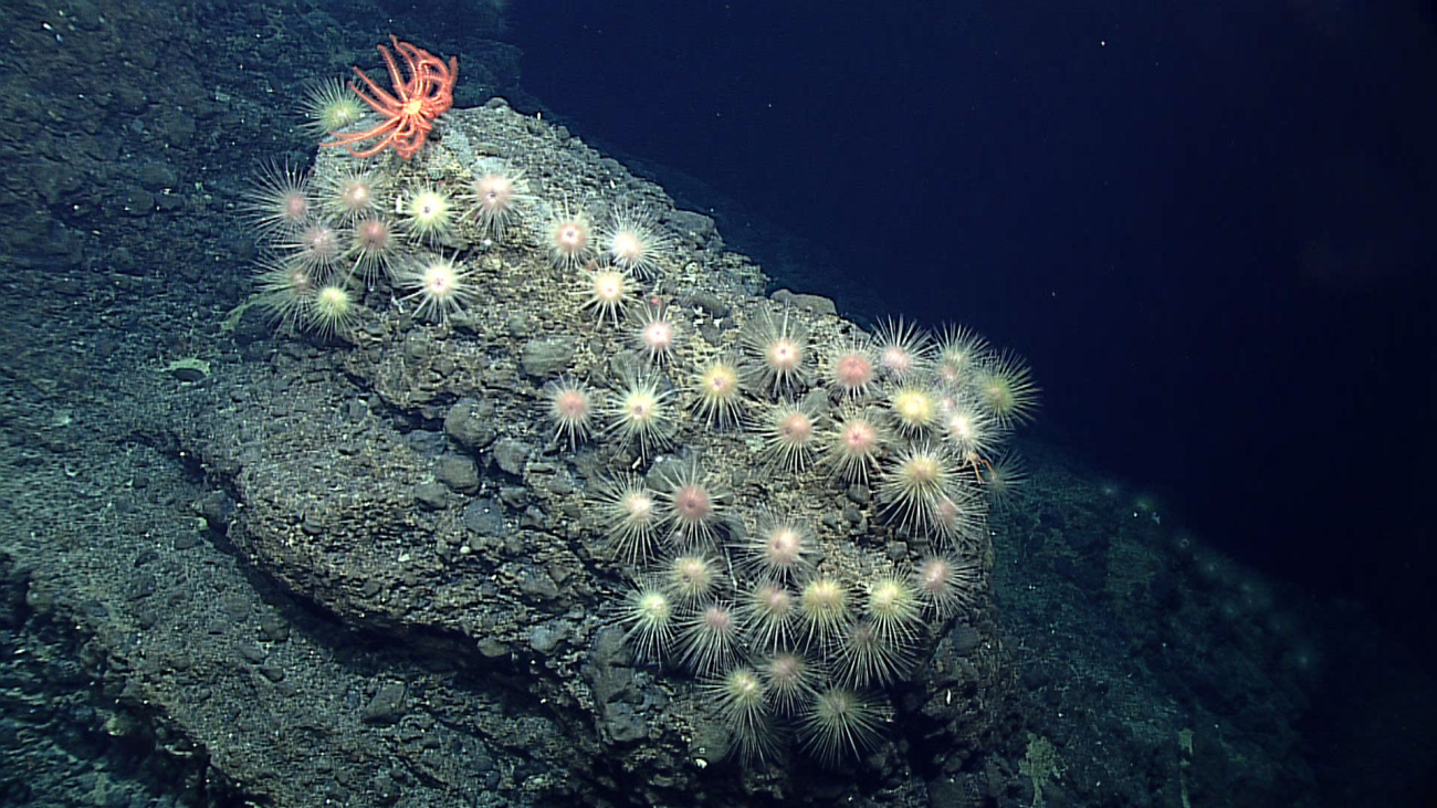 Over forty sea urchins living on this rock outcrop - family Echinothuriidae