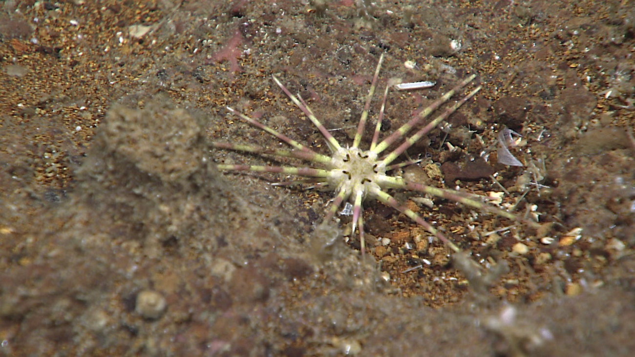 A cidarid urchin - Caenopedina sp