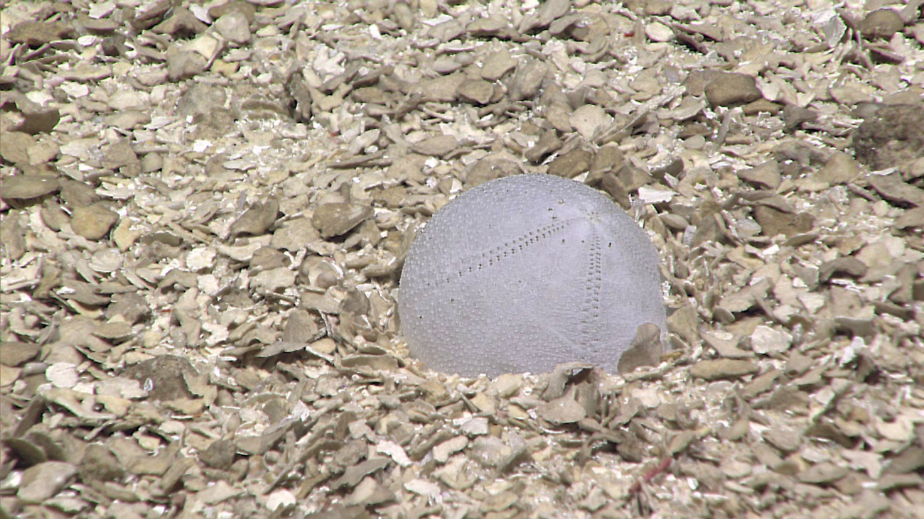 A softball on the seafloor - not really, this sea urchin test does bear anuncanny resemblance to a softball though