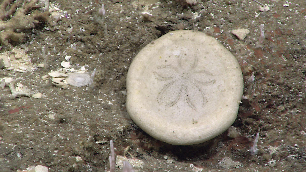 A sand dollar or biscuit urchin