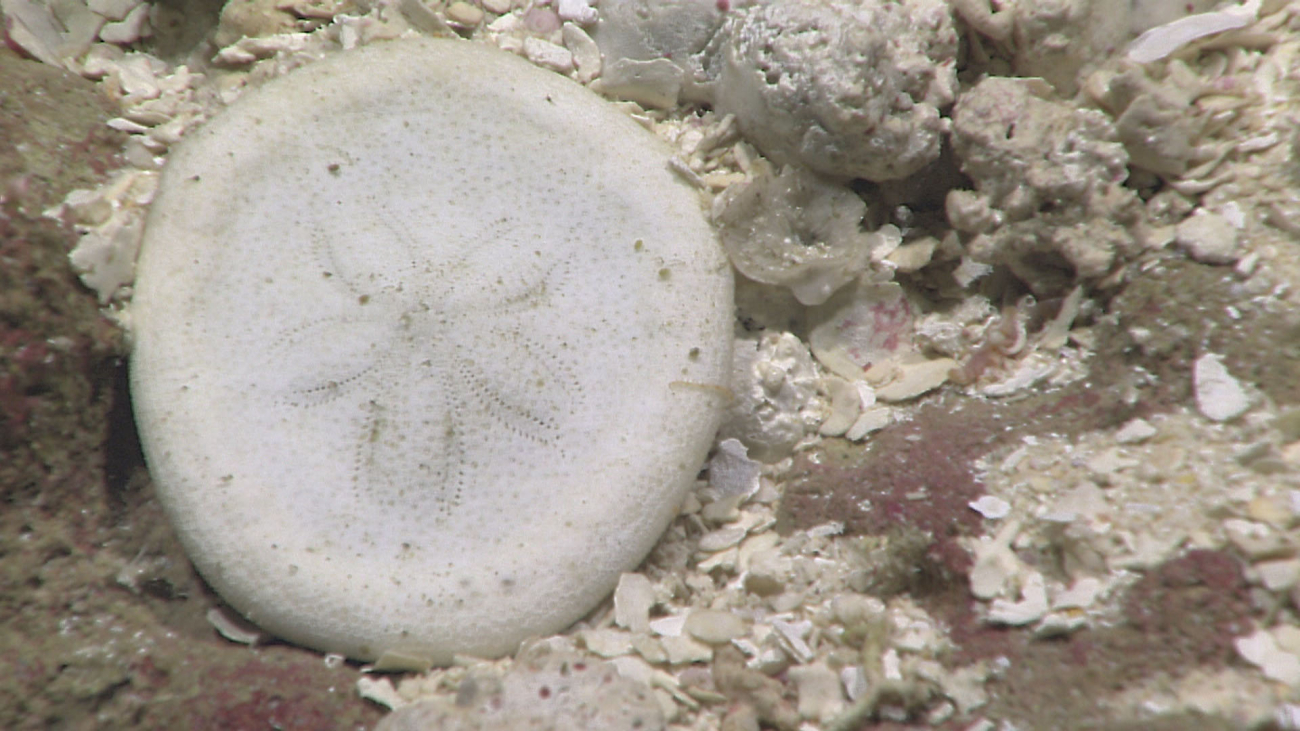 A sand dollar or biscuit urchin
