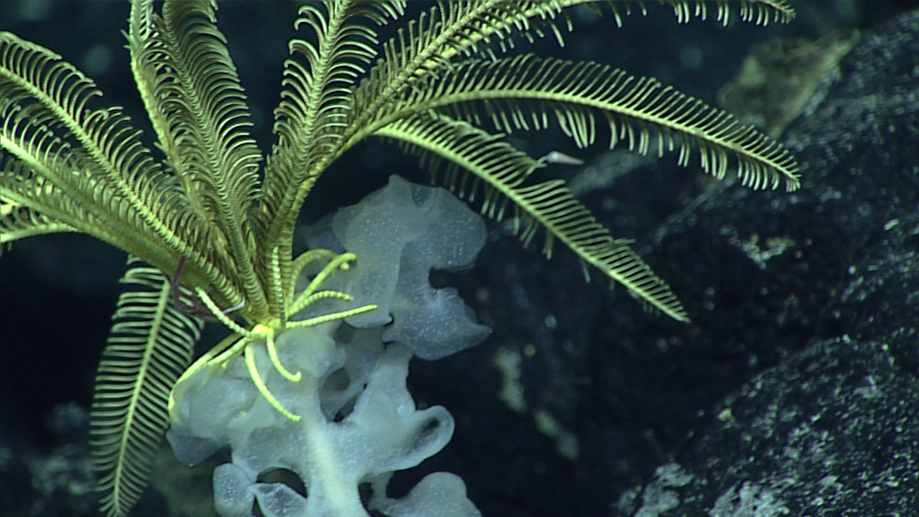 Yellow feather star crinoids on a glass sponge