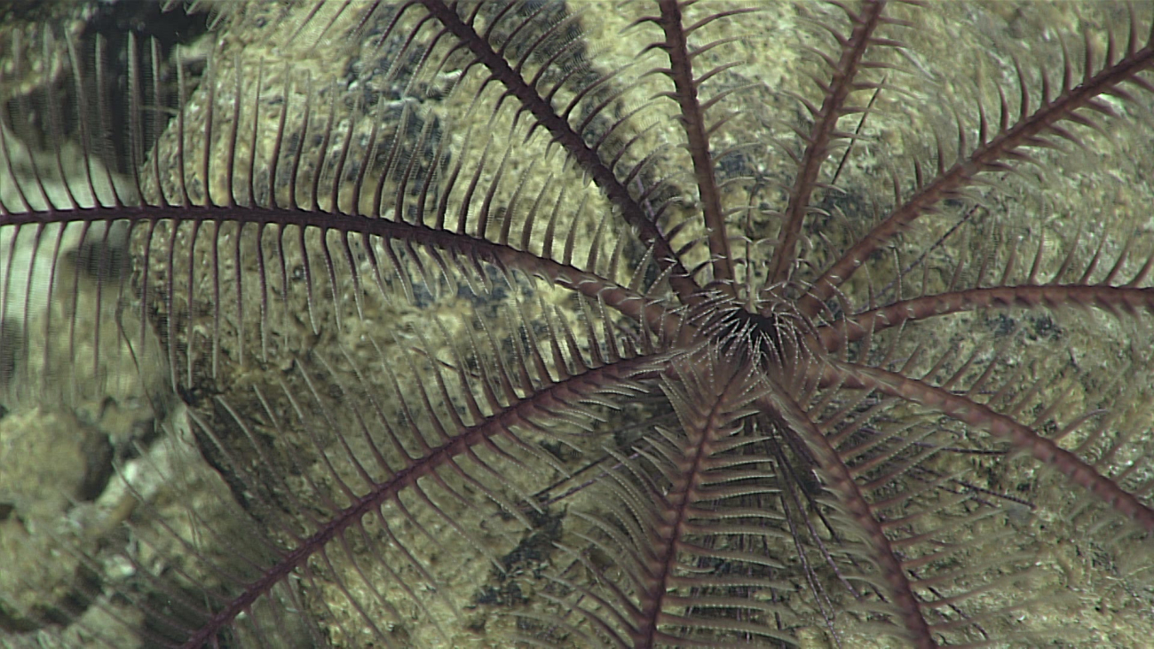 Looking down on the mouth of a brown feather star crinoid