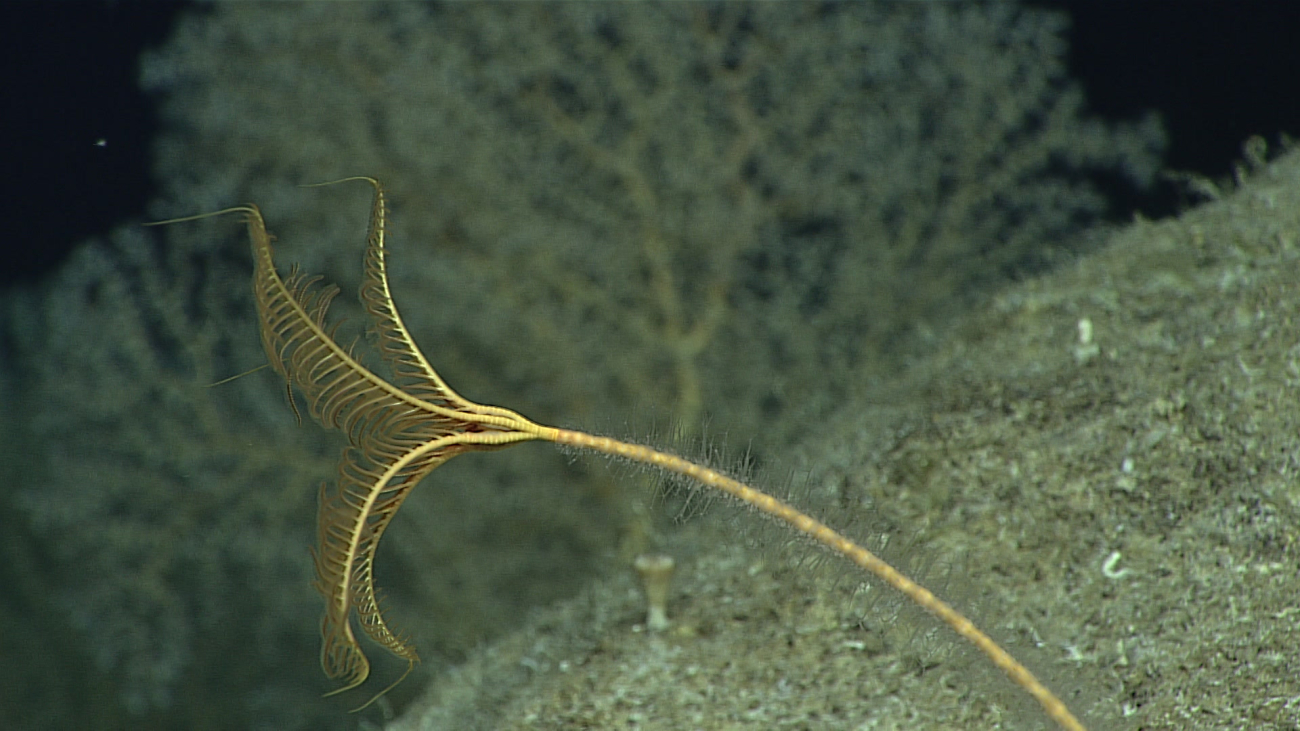 A stalked yellow-brown sea lily crinoid