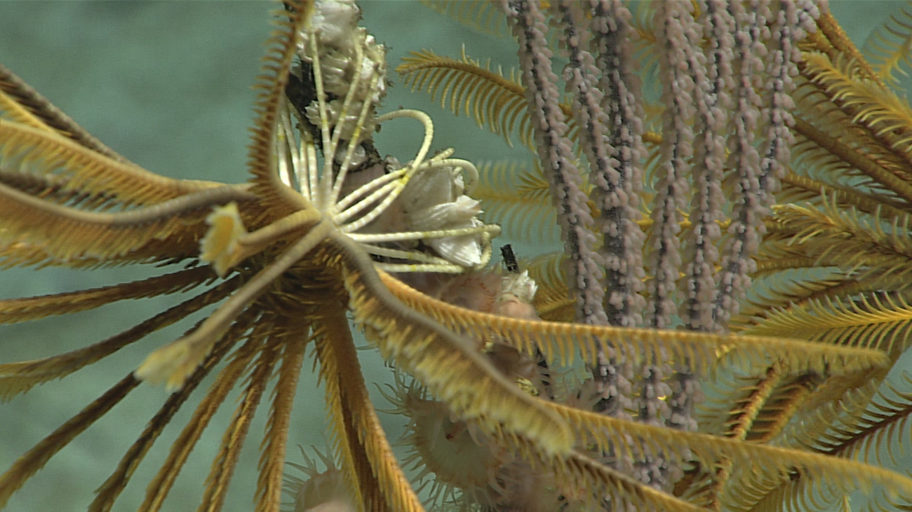 Closeup of the legs of a yellow feather star crinoid grasping a black coralbush