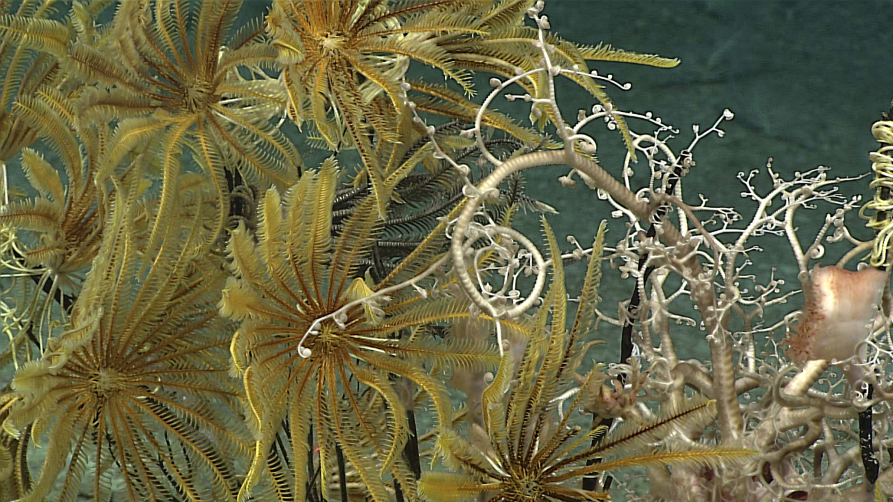A white basket star, yellow feather star crinoids and a large anemone to theright