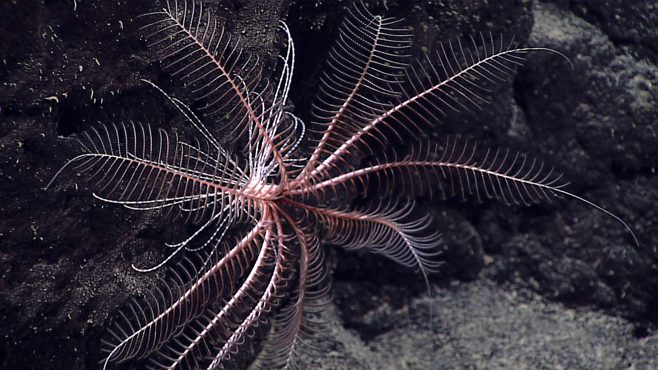 A feather star crinoid